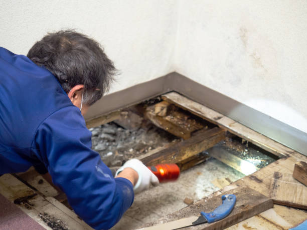 Best Certified Mold Removal  in Broxton, GA