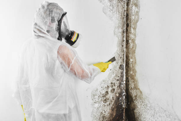 Best Mold Removal Company Near Me  in Broxton, GA