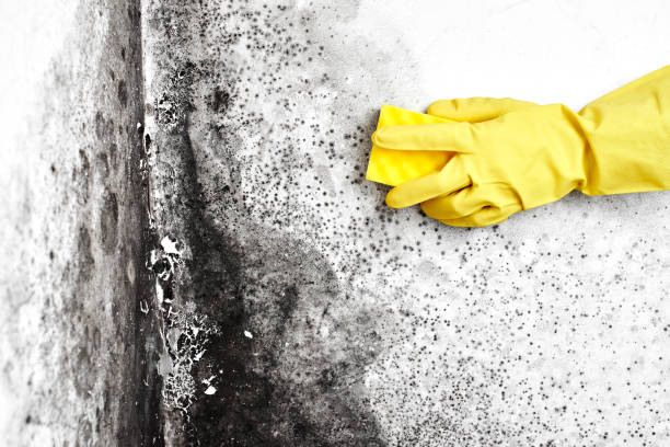 Best Mold Remediation Experts  in Broxton, GA