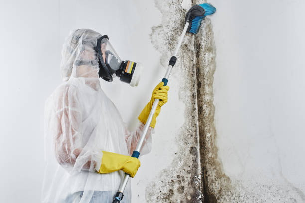 Best Emergency Mold Removal  in Broxton, GA