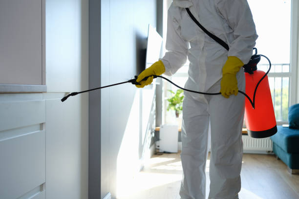Mold Removal Process in Broxton, GA