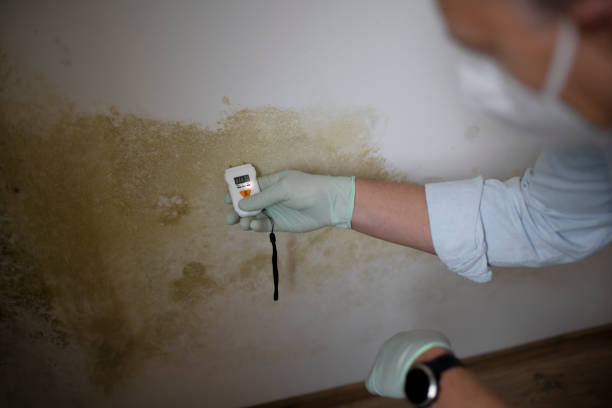 Reliable Broxton, GA Mold Removal Solutions