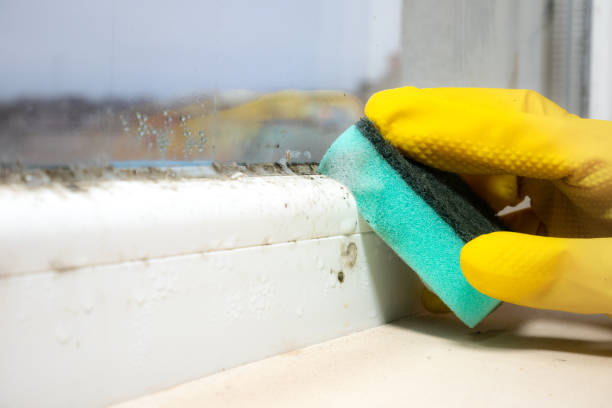 Best Commercial Mold Removal  in Broxton, GA
