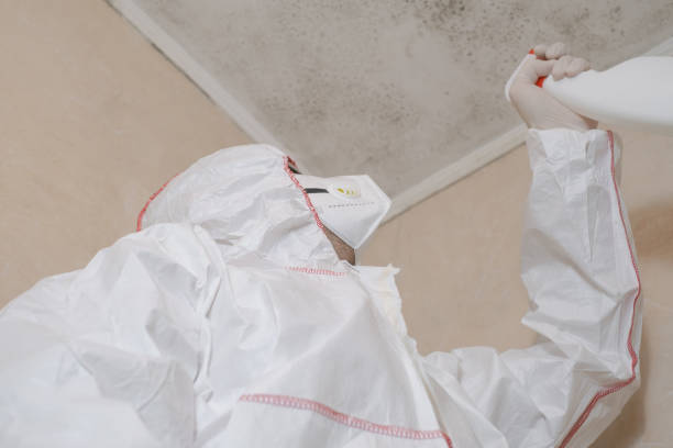 Best Fast Mold Removal  in Broxton, GA