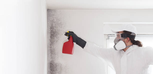 Best Toxic Mold Removal  in Broxton, GA