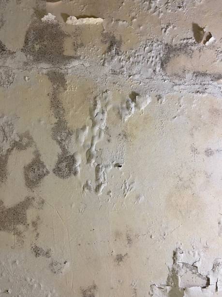 Best Same-Day Mold Removal  in Broxton, GA