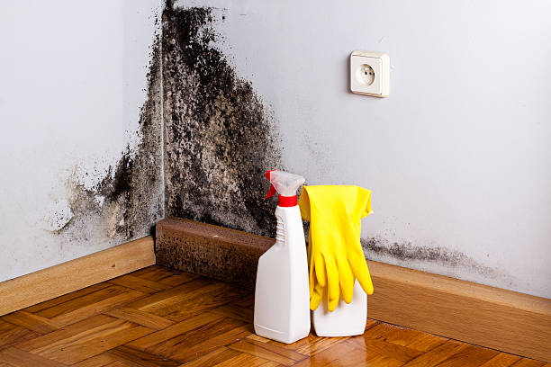 Best Affordable Mold Removal  in Broxton, GA