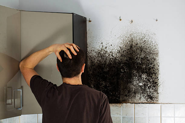 Best Black Mold Removal  in Broxton, GA