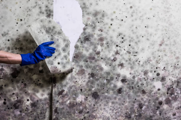 Best Local Mold Removal Service  in Broxton, GA