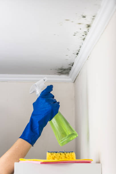 Best Mold Removal Process  in Broxton, GA