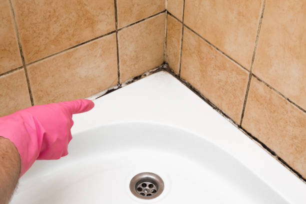 Best Attic Mold Removal  in Broxton, GA