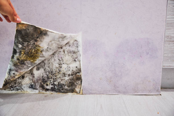 Best Crawl Space Mold Removal  in Broxton, GA
